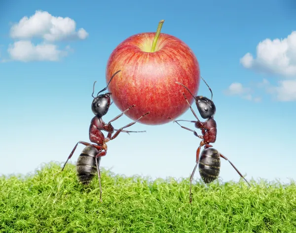 Two ants holding apple — Stock Photo, Image