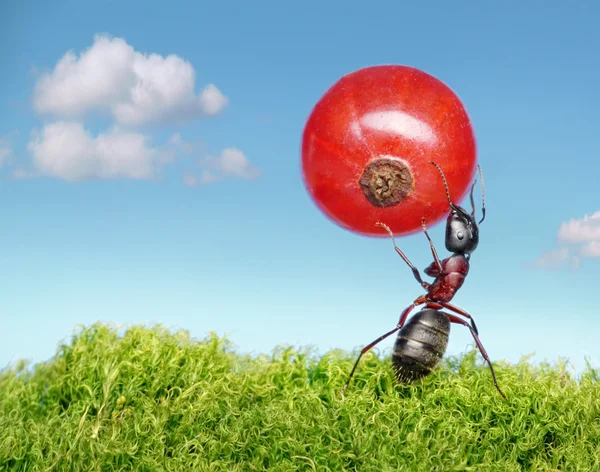 Ant carries red currant — Stock Photo, Image