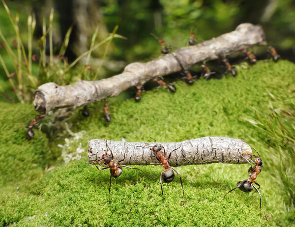 Team of ants carries logs