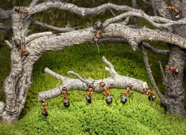 Equipo de hormigas lleva tronco en bosque oxidado —  Fotos de Stock