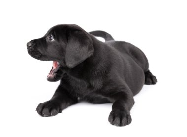 Black labrador puppy clipart