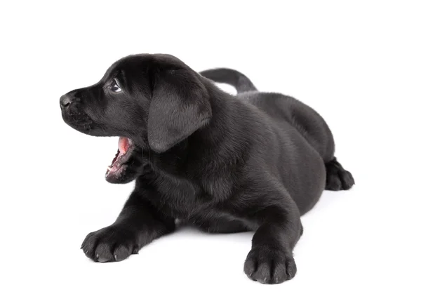 Cachorrinho labrador preto — Fotografia de Stock