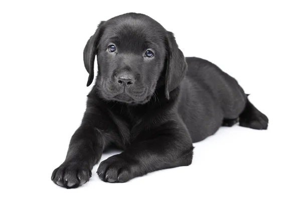 Charming puppy labrador — Stock Photo, Image