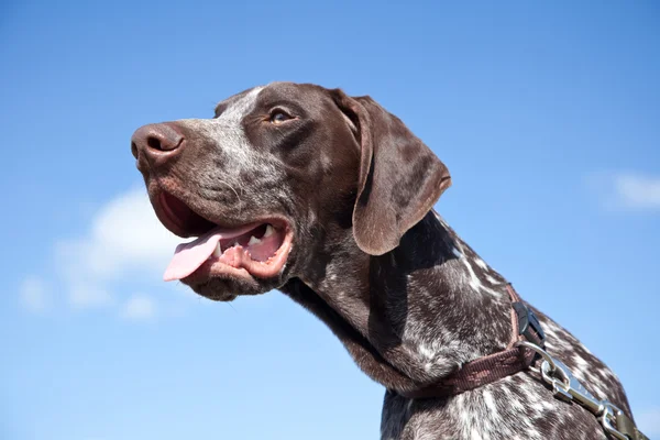 Hunting dog on blue sky — Stock Photo, Image