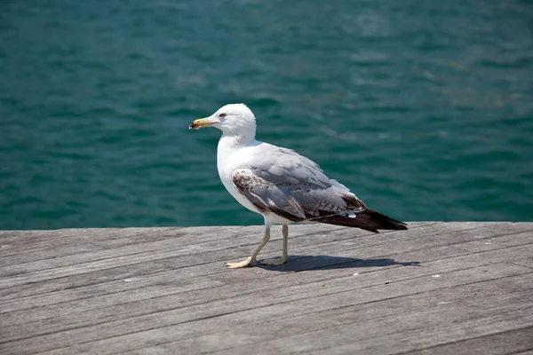 stock image Sea bird seagull