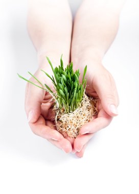 Women hands protect sprouts green grass clipart