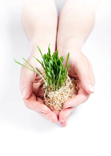 stock image Women hands protect sprouts green grass