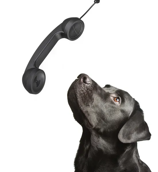 Labrador hond zwarte kijkt omhoog op telefoon tube. — Stockfoto