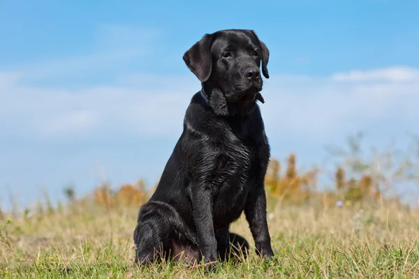 Black labrador retriever in green grass — Stock Photo, Image