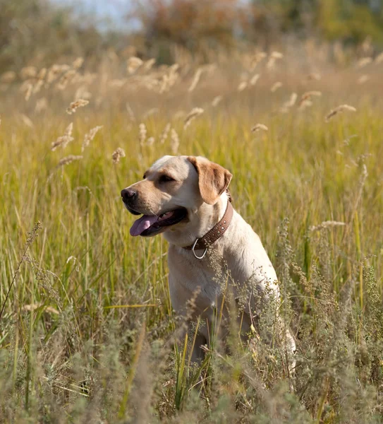 Labrador retriever na grama — Fotografia de Stock