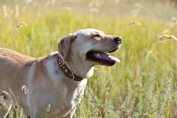 Labrador retriever in erba — Foto Stock