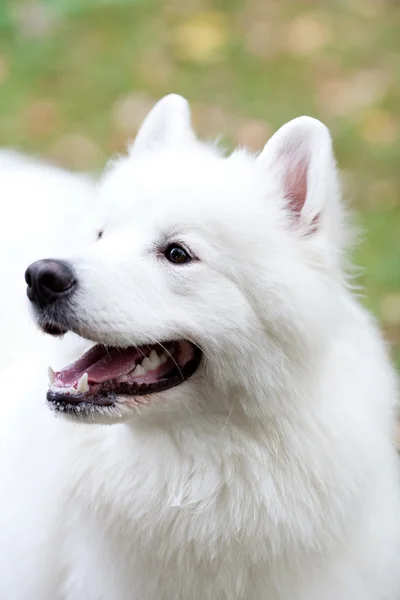 Porträtt av samojed hund — Stockfoto