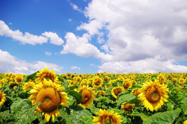 Sunflower field clipart