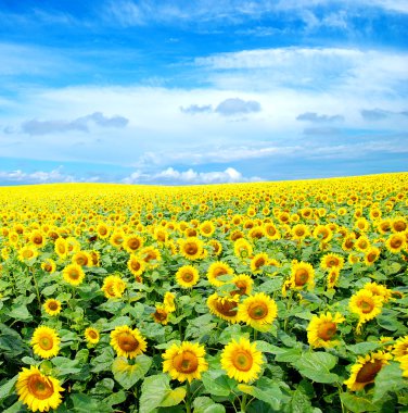 Sunflower field clipart