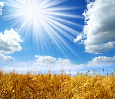 Wheat field clipart