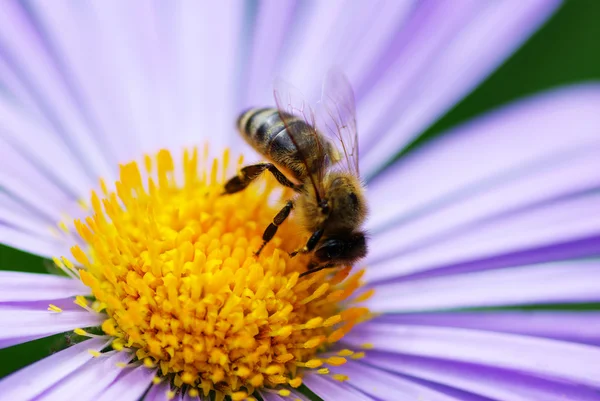 Virág és a méh — Stock Fotó
