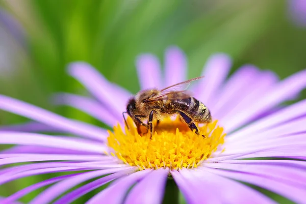 Kwiat i pszczoła — Zdjęcie stockowe