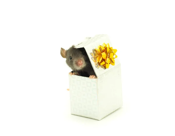 Крыса в коробке — стоковое фото