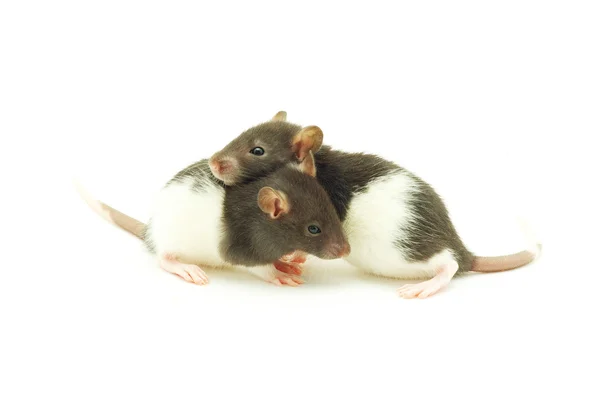 Szczury — Zdjęcie stockowe