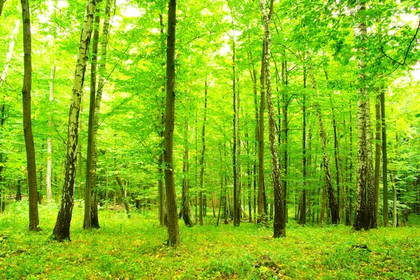 绿色森林 — 图库照片