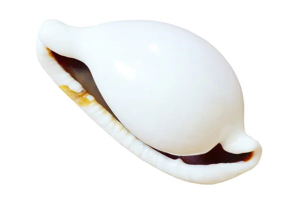 stock image Shell