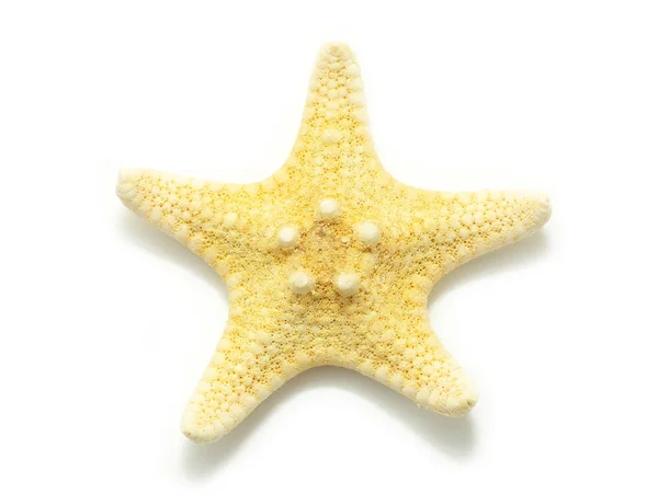 Rozgwiazdy — Zdjęcie stockowe