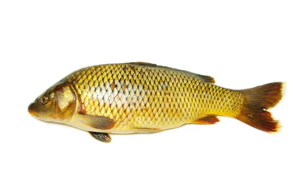 Fish carp — Stock Photo, Image