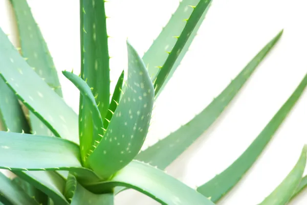 Aloe daun — Stok Foto
