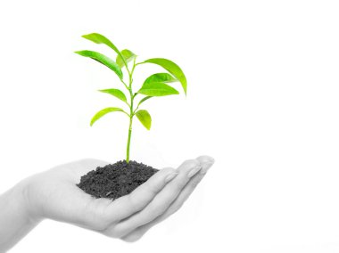 Plant in hands clipart