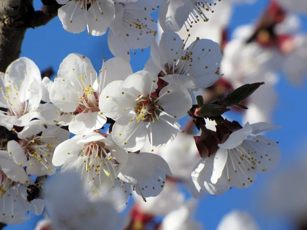 stock image Blossoms