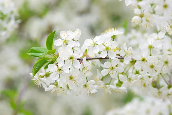 Blossoms — Stock Photo, Image