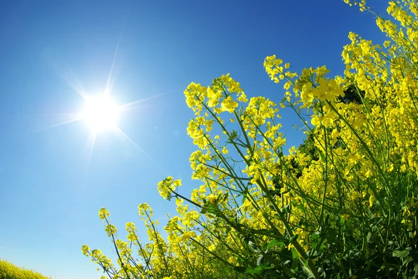 stock image Rape field