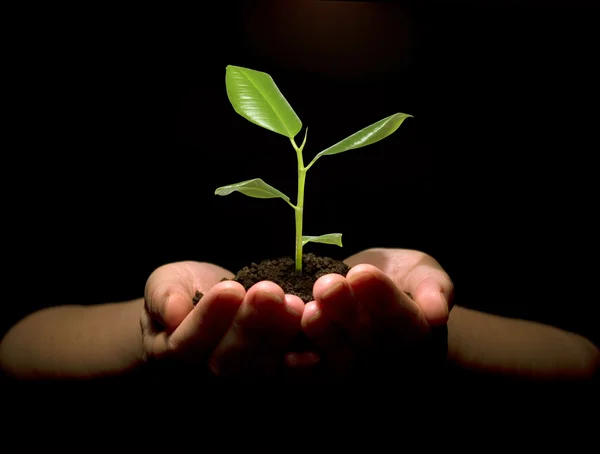 stock image Plant in hands