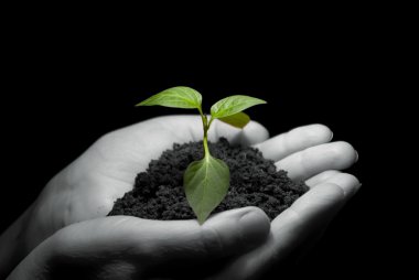 Hands in plant clipart