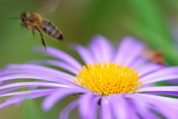Бджола — стокове фото