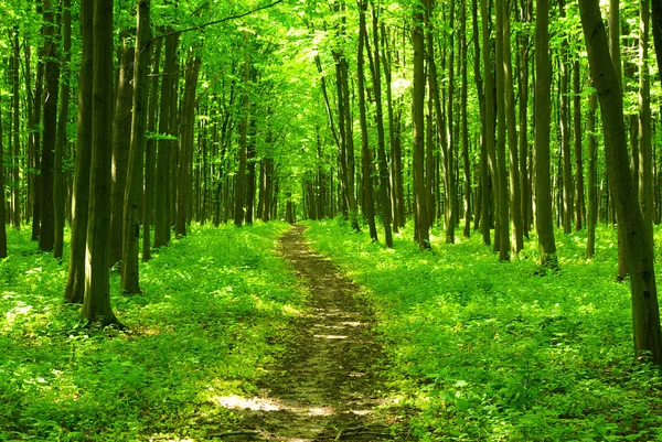 Grön skog — Stockfoto