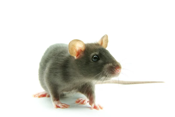 쥐 — 스톡 사진