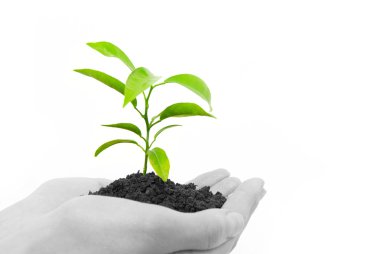 Plant between hands clipart