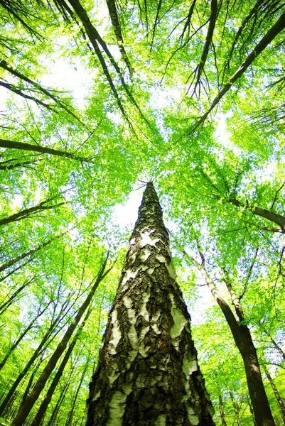 Groen bos — Stockfoto