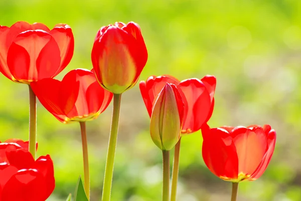 Rode tulpen — Stockfoto