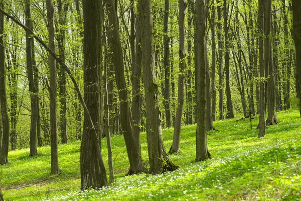 stock image Forest