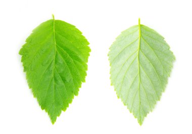 Green leaf clipart