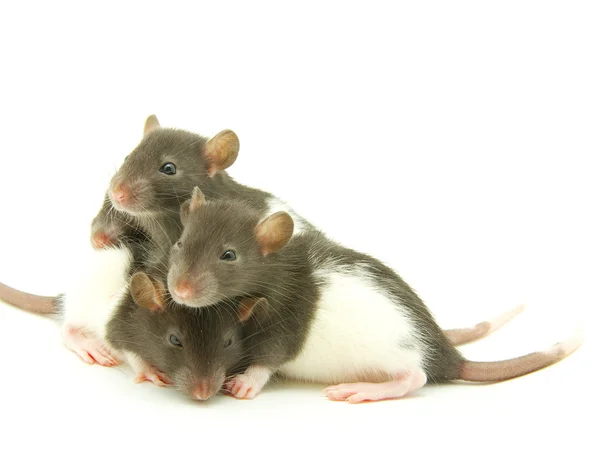 Grappige ratten — Stockfoto