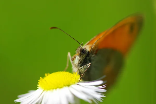 Schmetterling — Stockfoto