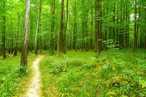 A path is in the green forest