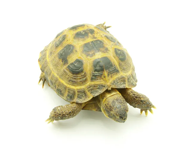 Turtle — Stock Photo, Image