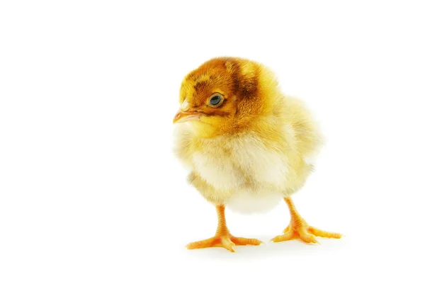 Dziecko kurczaka — Zdjęcie stockowe