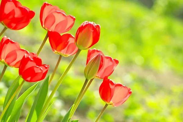 Tulipes dans le jardin — Photo