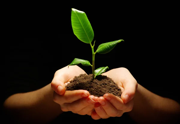 Plant in hands Stock Image