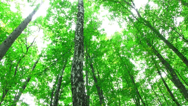 Солнце в зеленом лесу — стоковое фото